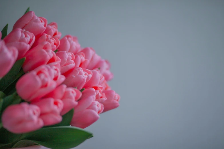 closeup of pink flowers with a white background