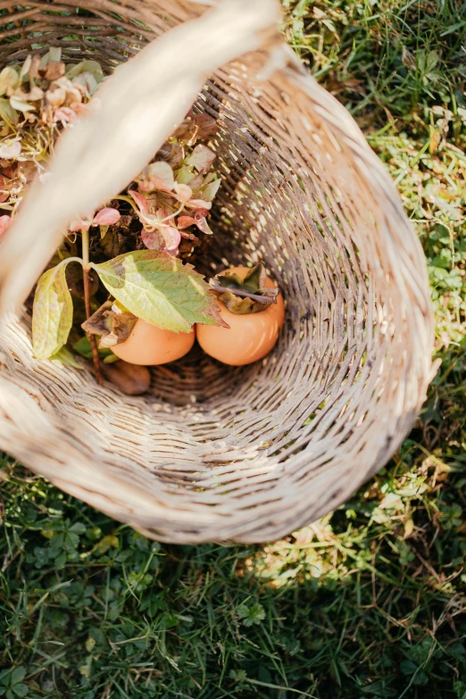 two tomato's in a basket with leaves