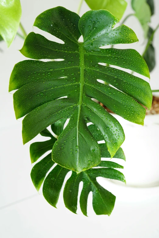 a green leaf is hanging from a plant