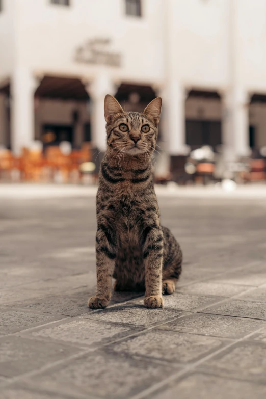 a small cat sitting on a tile outside a large building
