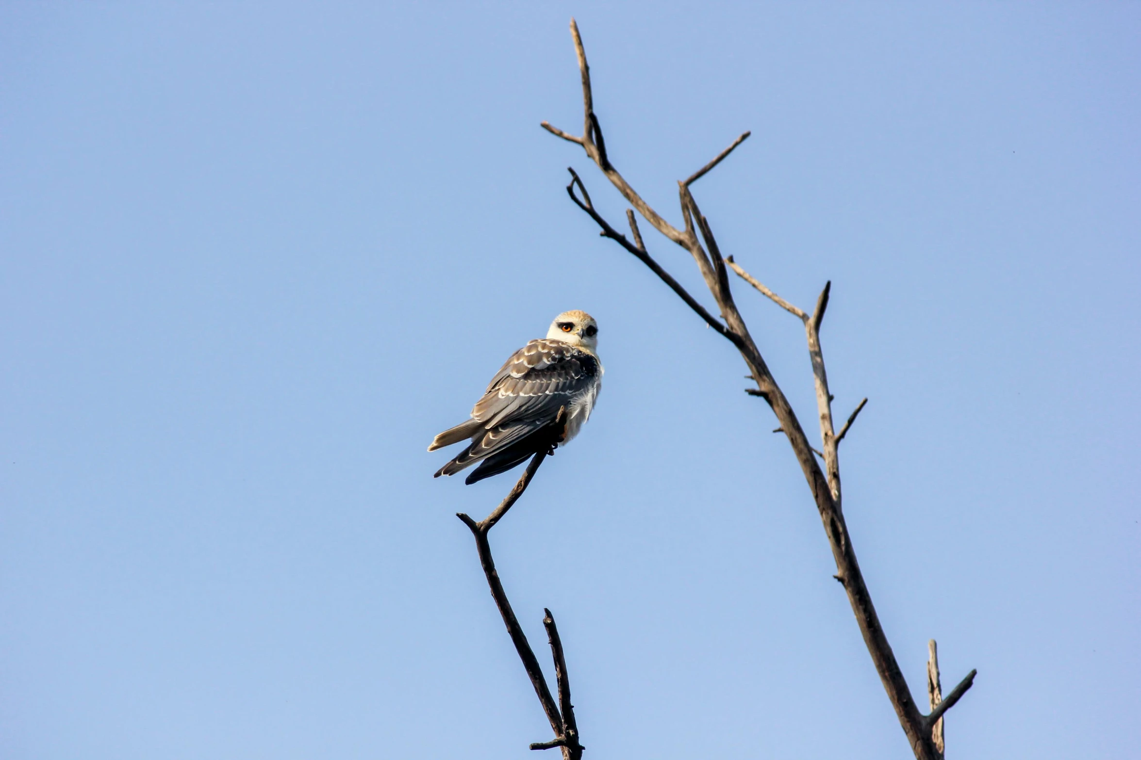 the owl is perched on the nch of a tree