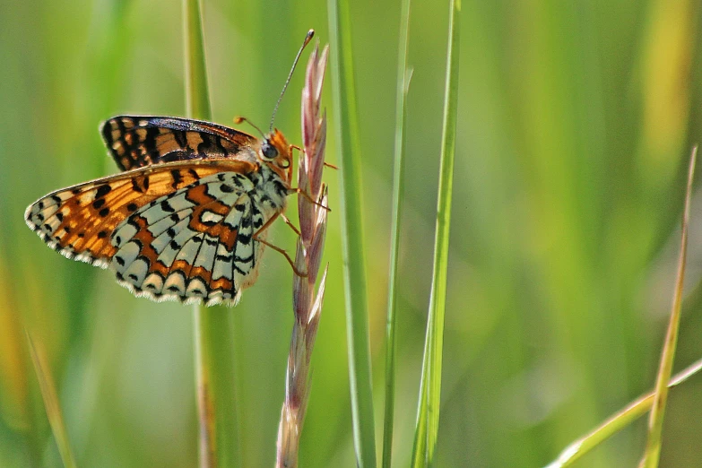 a small erfly sitting on top of a green plant