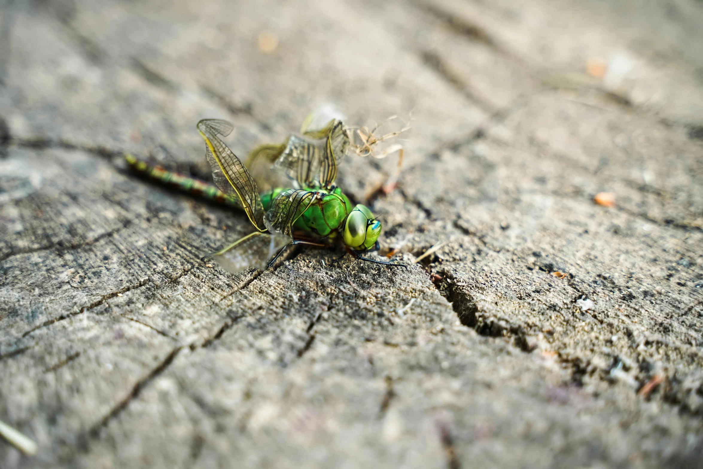 the green bug is sitting on the tree