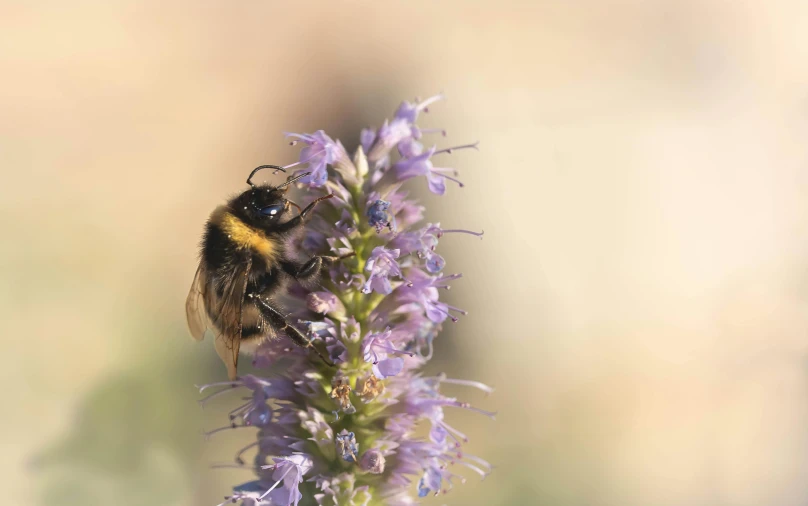 a bum is on the tip of a flower