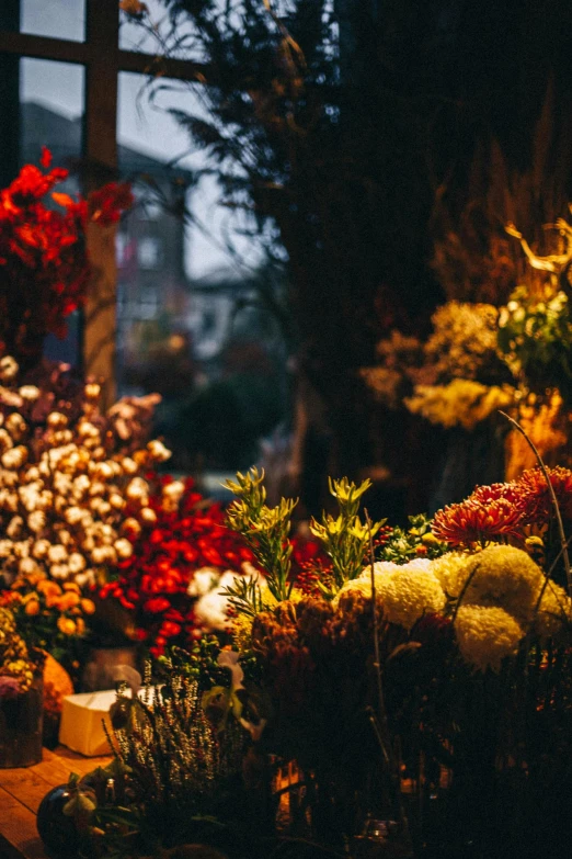 a large selection of plants on display with lights in the background