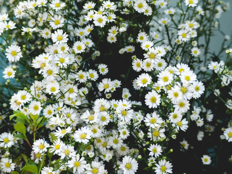 the background of white daisies and green leaves