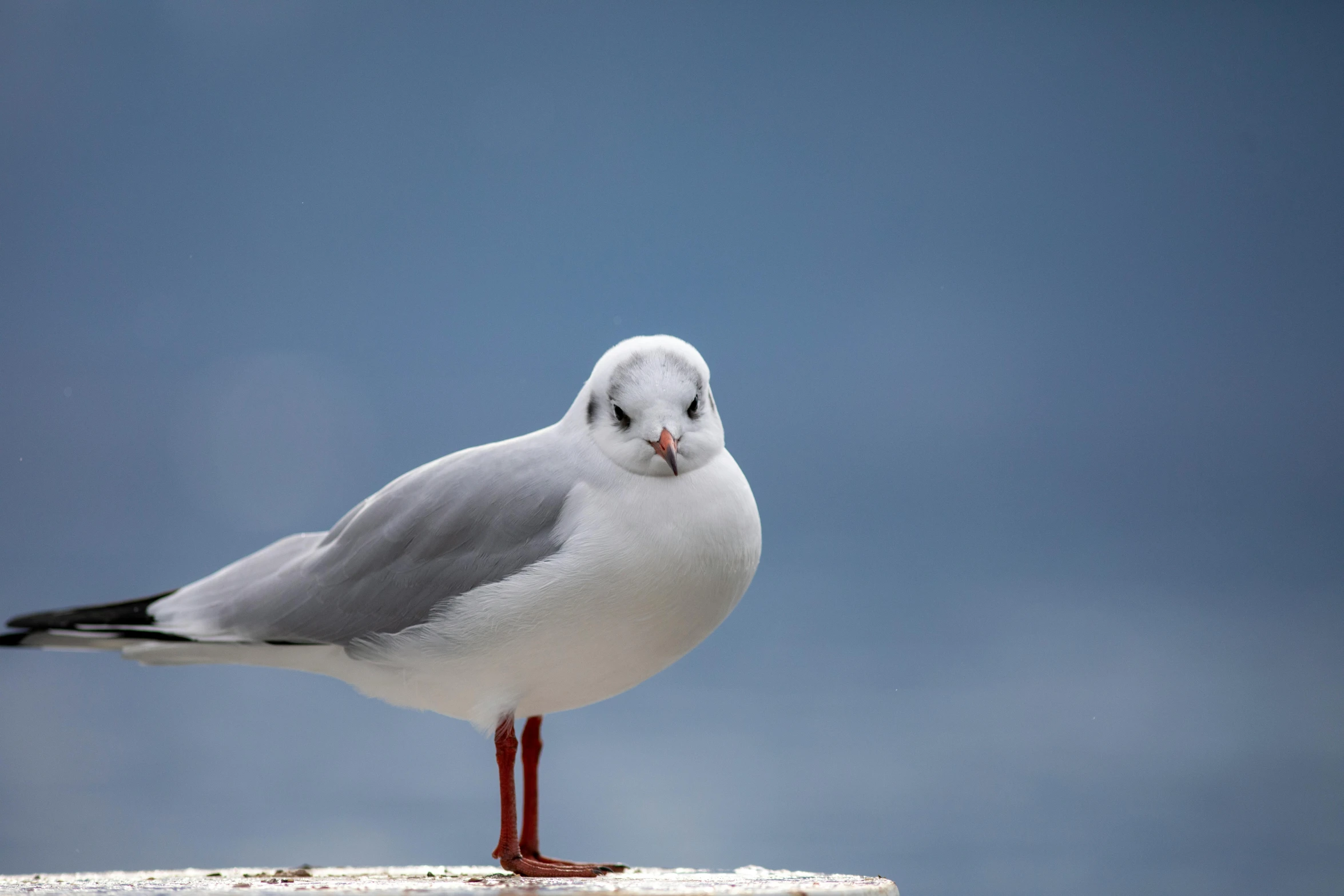 a seagull on a boat sits against the sky