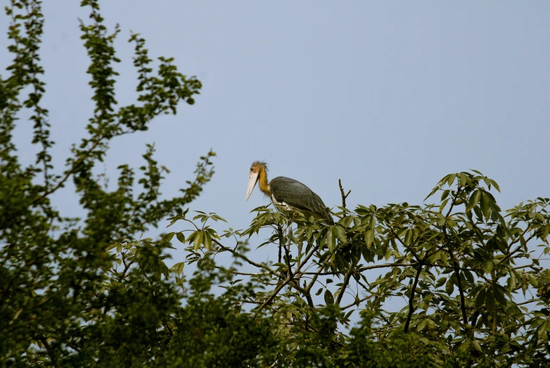 a bird with an open beak on a tree nch