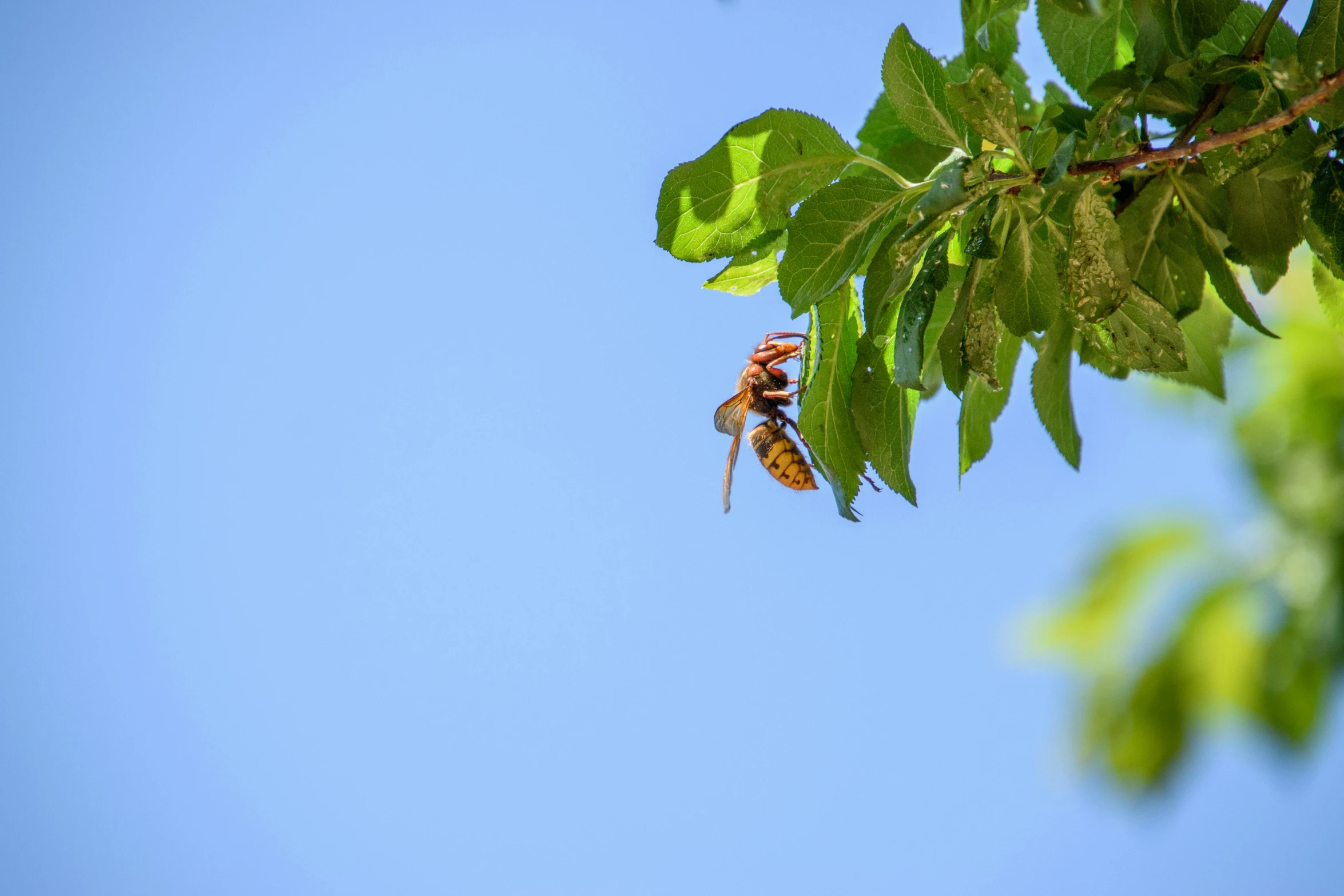 a bee flies through the nches of a tree