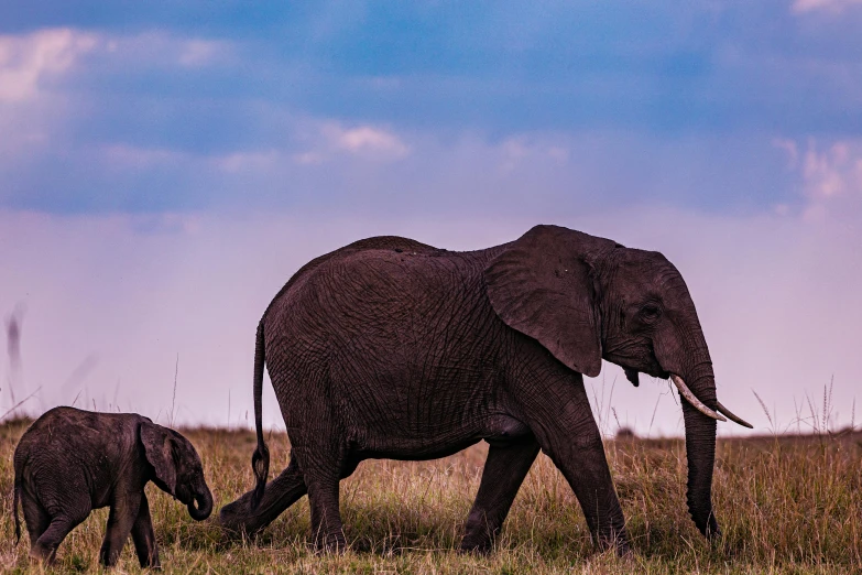 an adult elephant walks next to a baby elephant