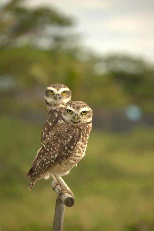 two birds perched on top of each other