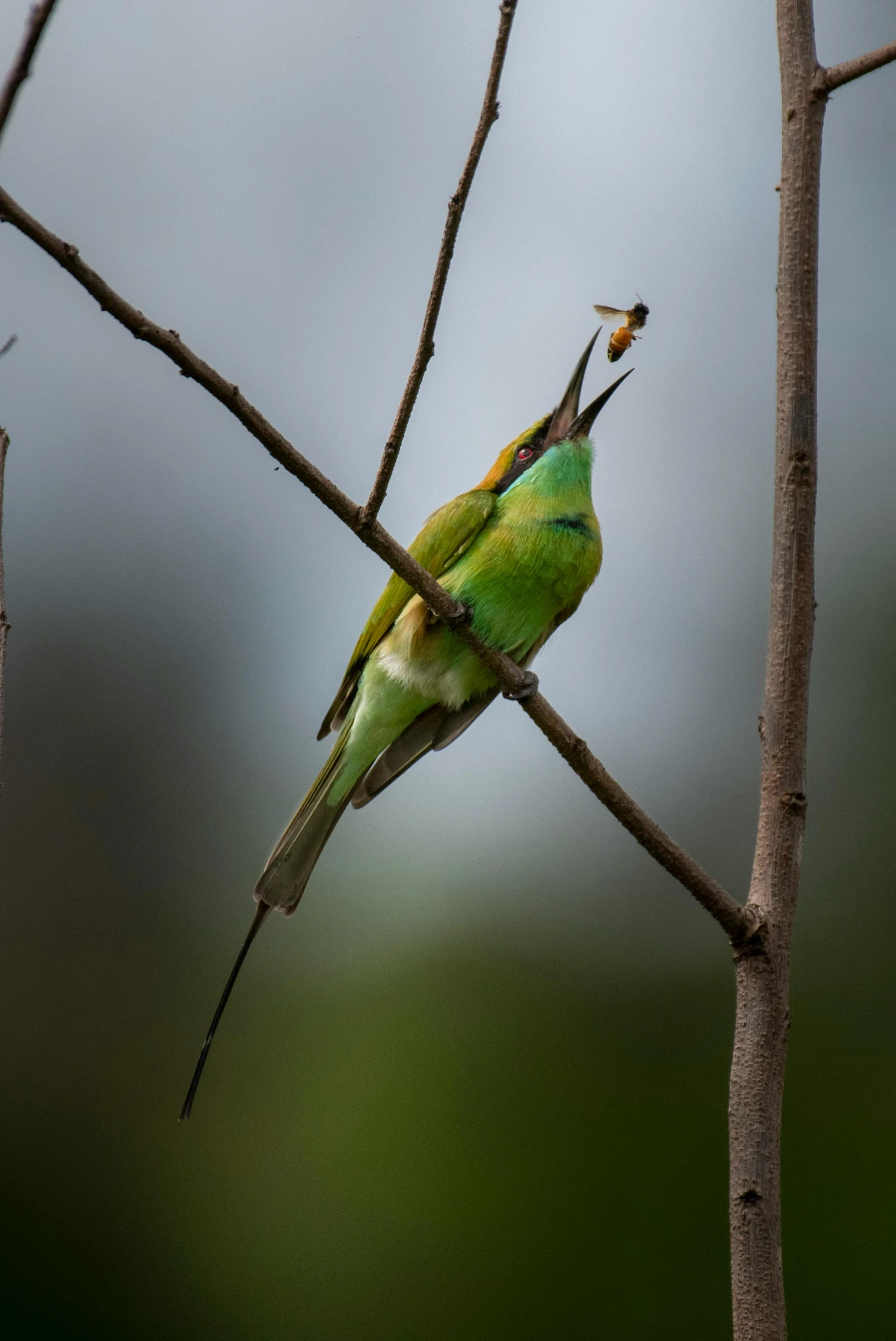 a bird sitting on top of a tree nch