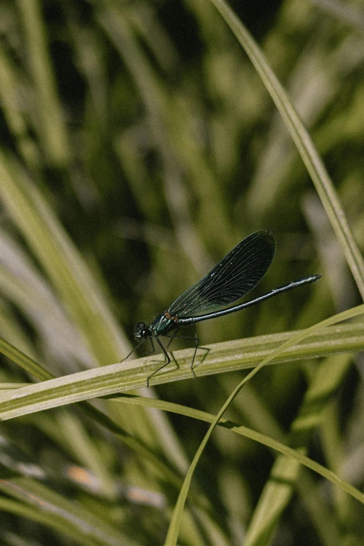 a large bug is sitting on top of some grass