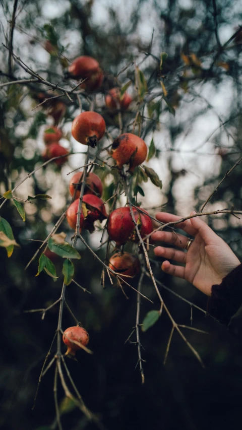 someone reaching for ripe apples on a tree