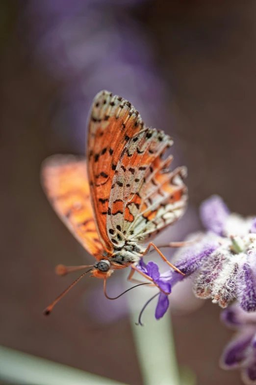 two erflies are resting on the side of the flower