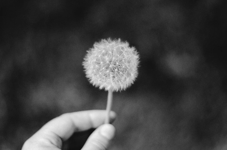 hand holding up the dandelion in a black and white po