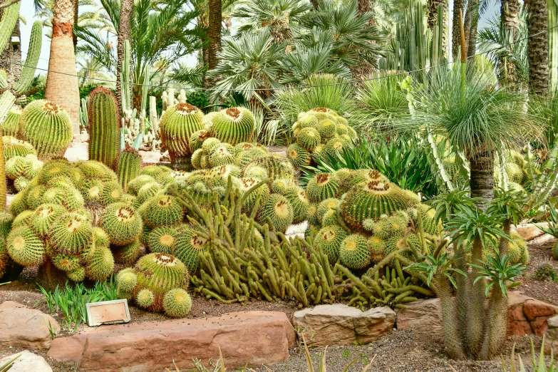 an area with cactuses and palm trees