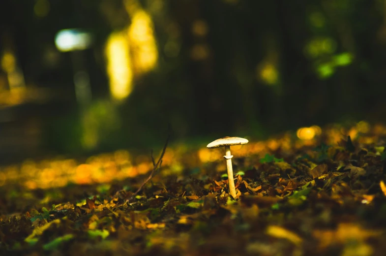 there is a mushroom in the grass