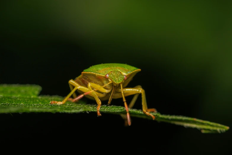 a bug is sitting on the edge of a green leaf