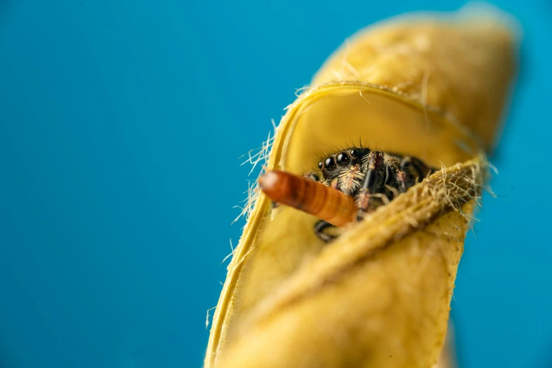 a banana hanging down with a fly inside of it