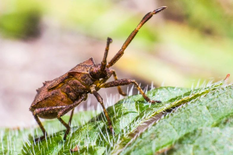 a close up of a brown insect on a leaf