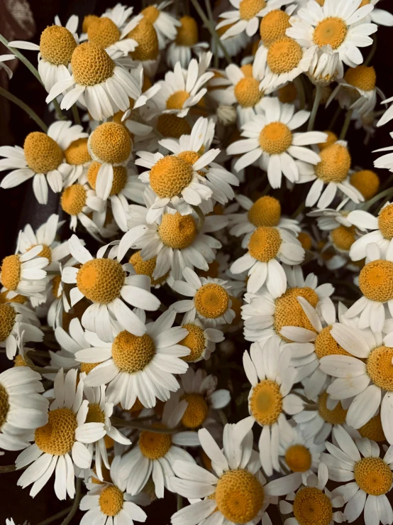 a bunch of daisies are next to each other