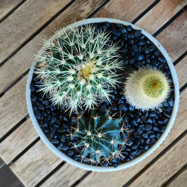 a white bowl holding three plants on top of a table