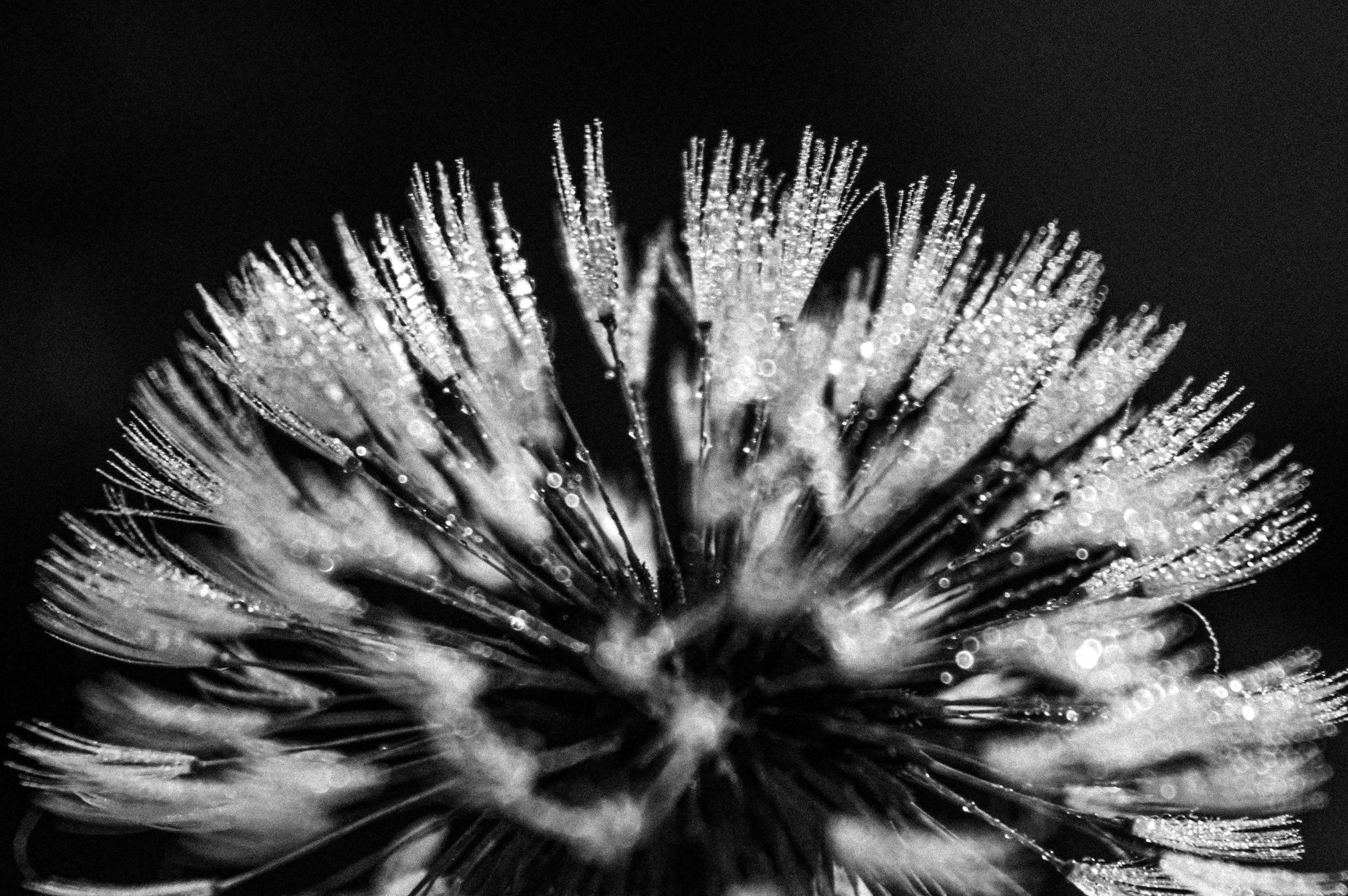 an upclose of a white flower on a dark background