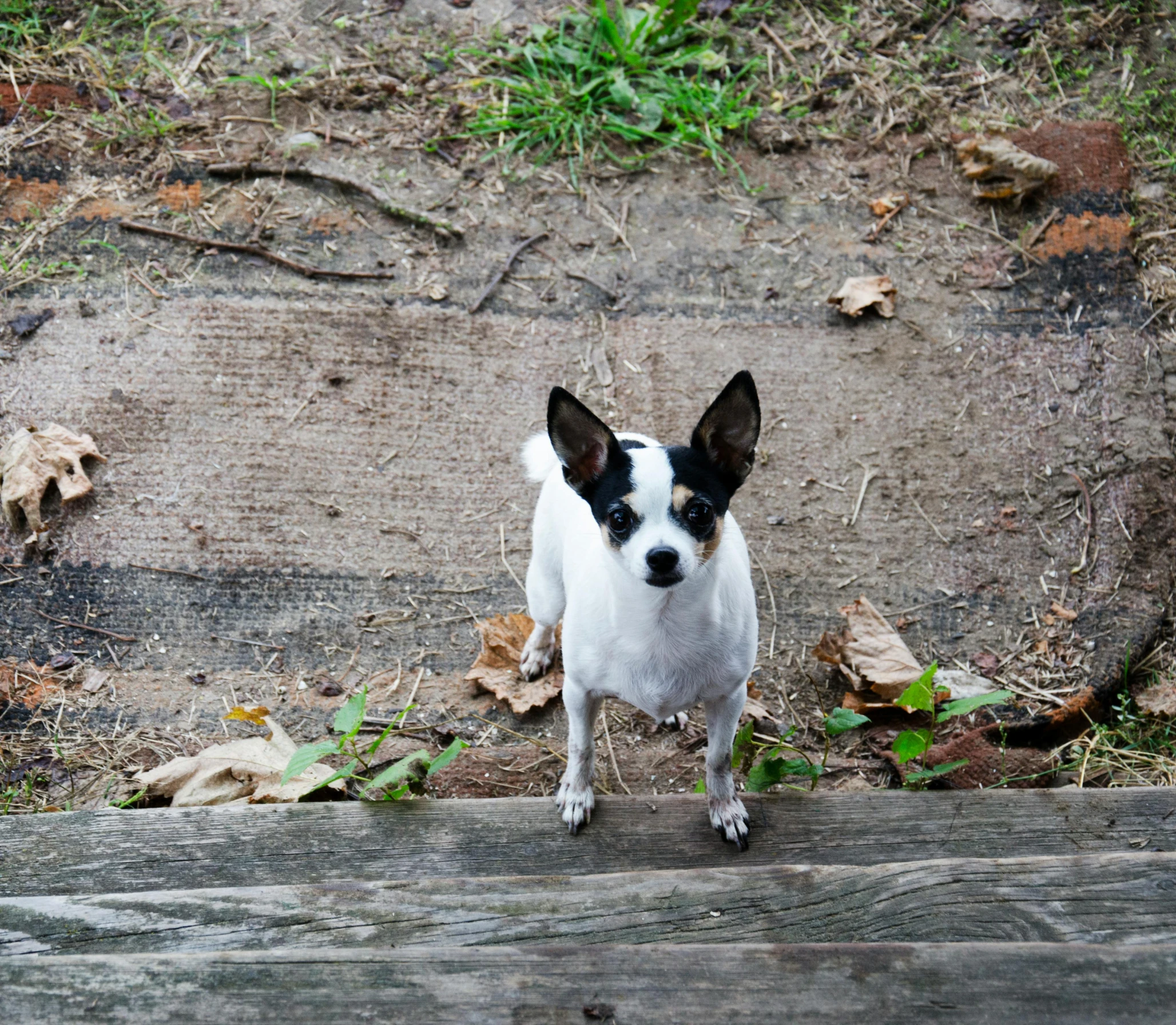 a small dog standing in front of some grass and wood