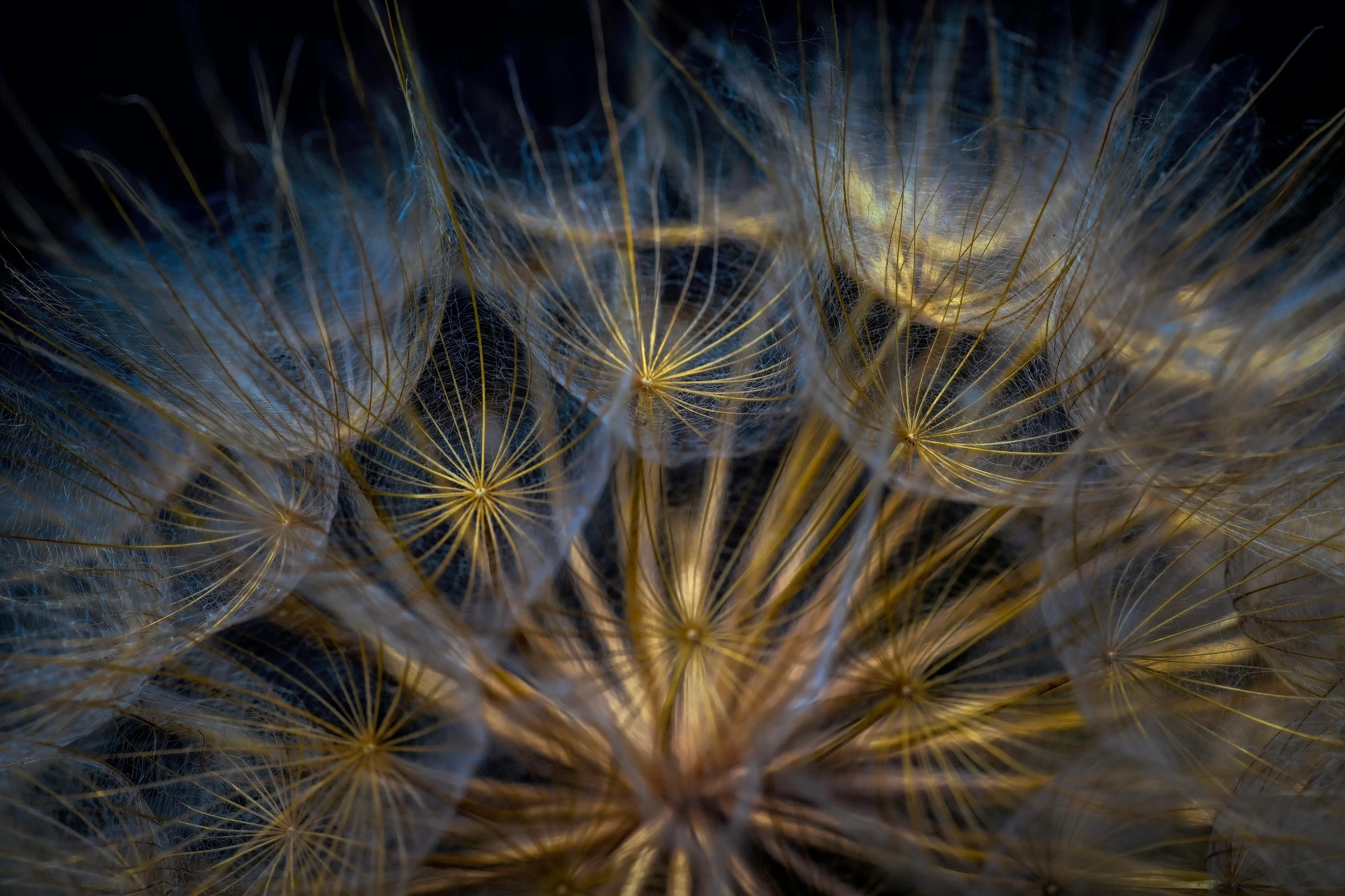 dandelion closeup in full bloom with lots of green and yellow leaves