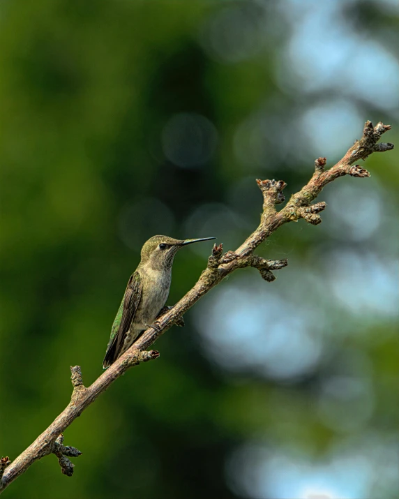 a small bird sitting on the nch of a tree