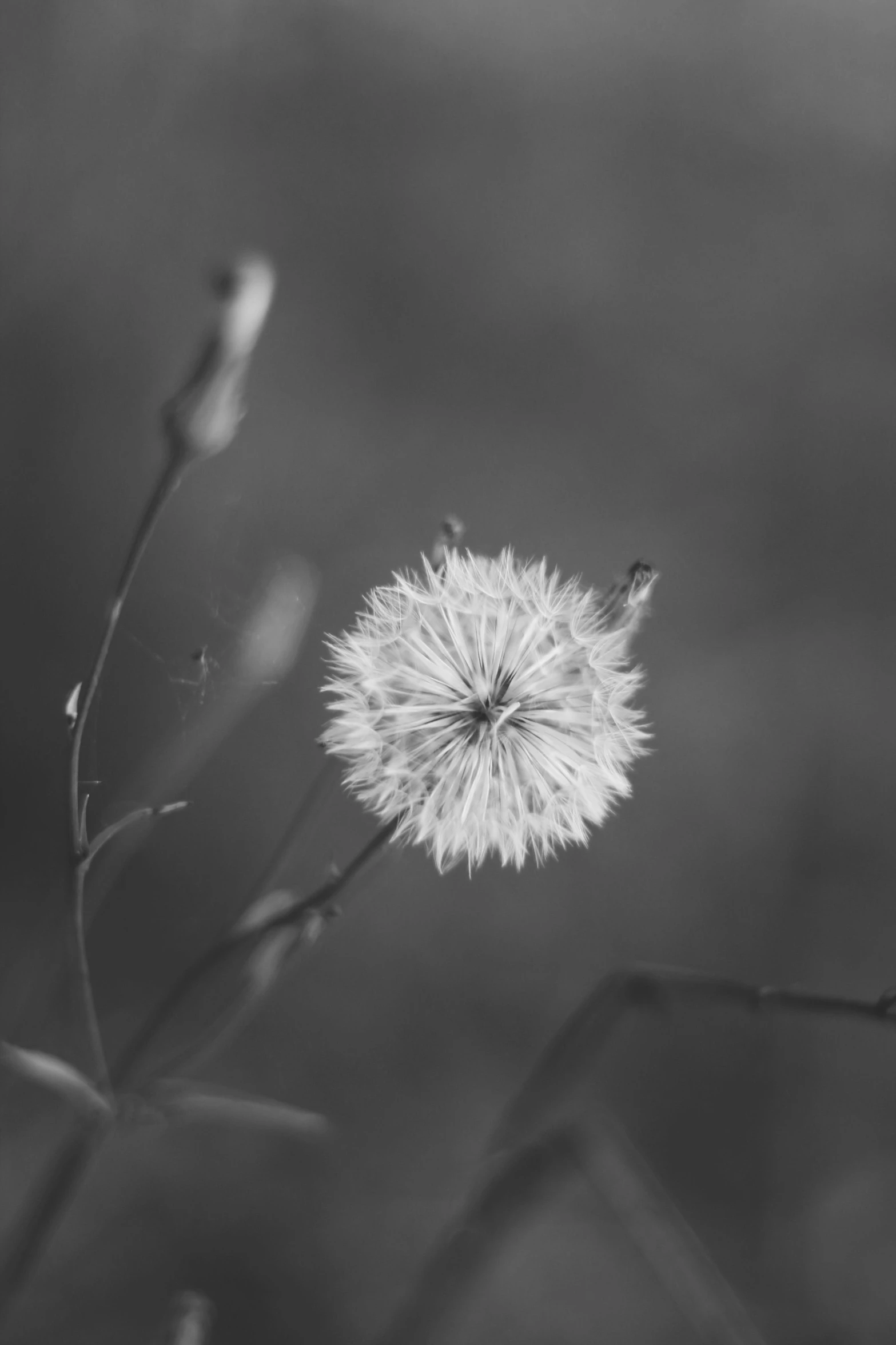 black and white pograph of a dandelion flower