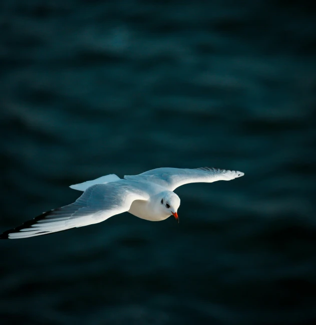 white bird flying over the ocean with its wings folded