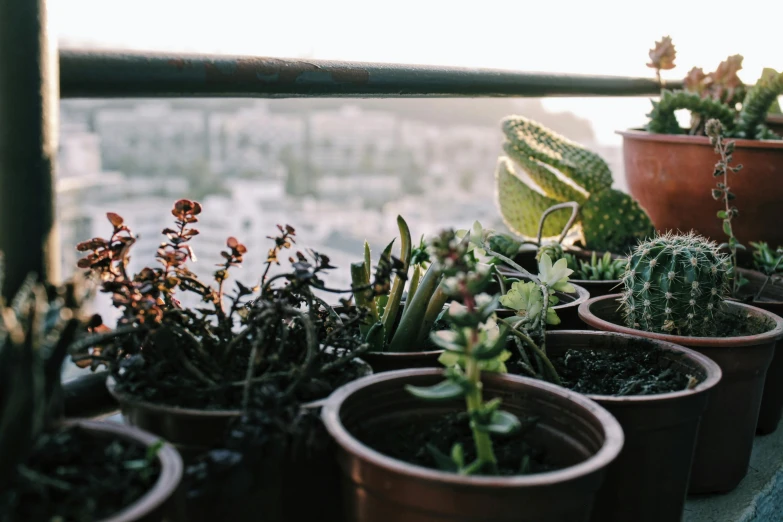 small plants on display outside on the balcony