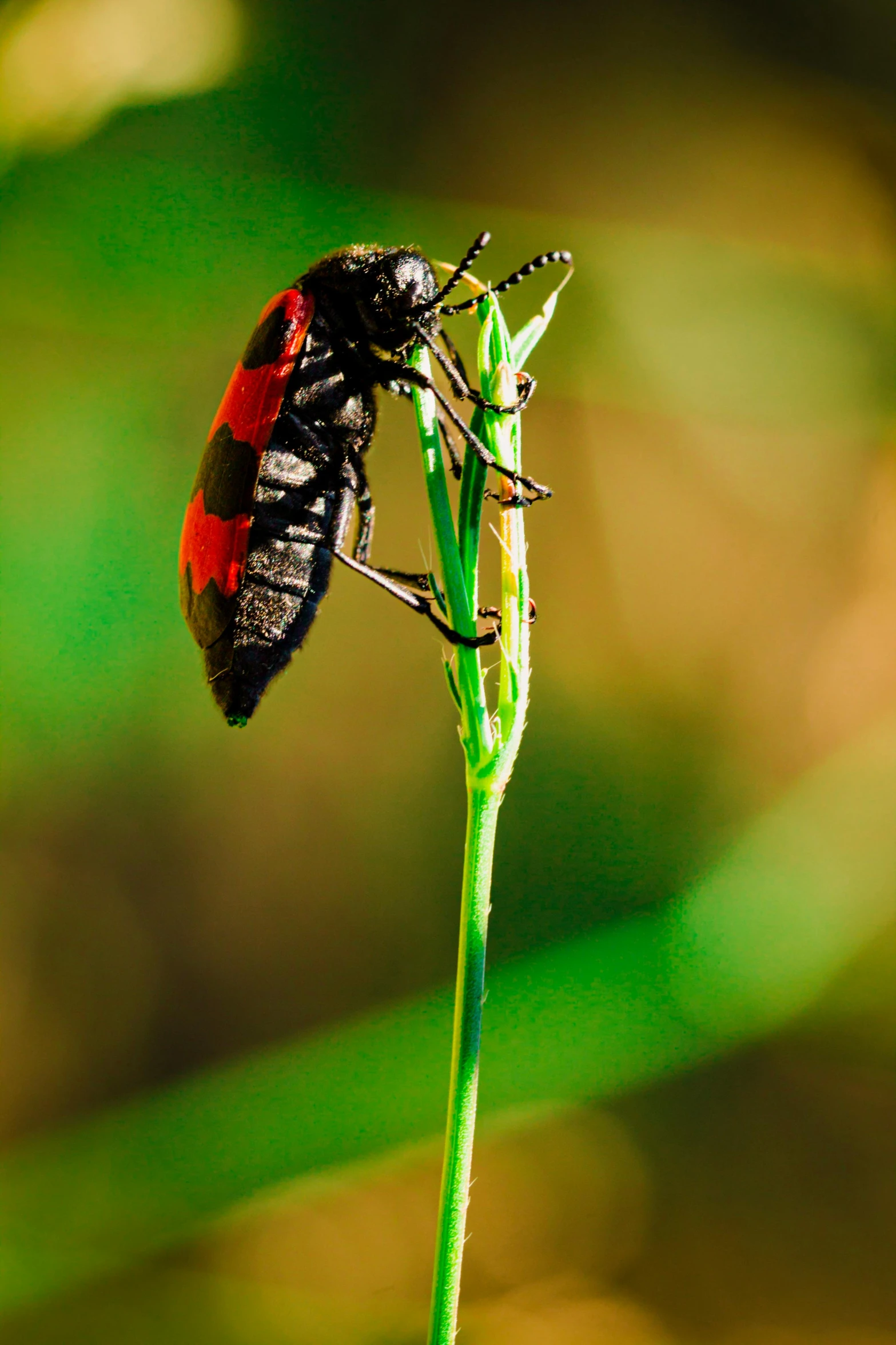 a red and black bug on top of a green stalk