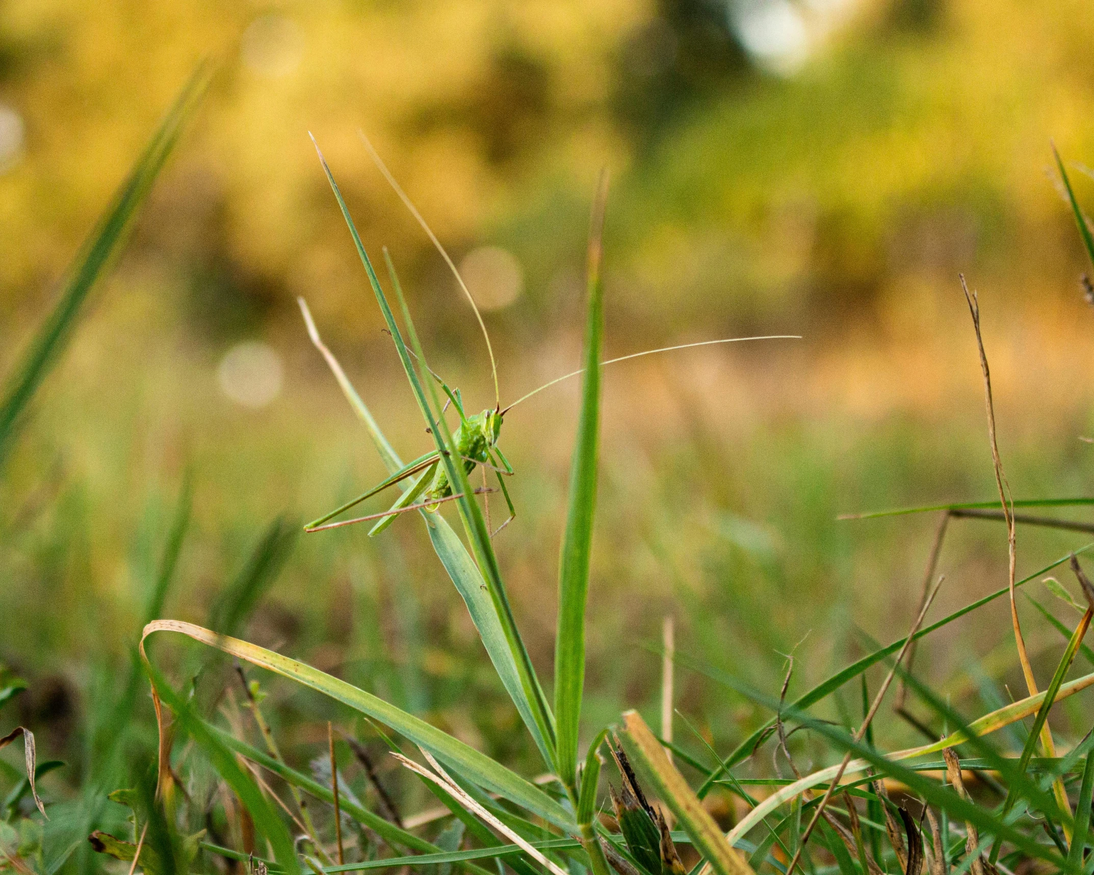 the insect is sitting on the grass