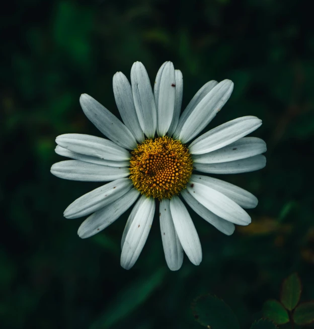 a white flower with brown center surrounded by green plants