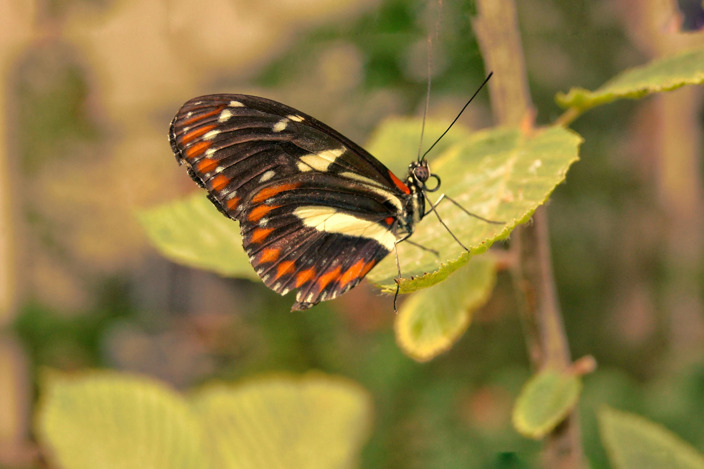 a colorful, colorful erfly resting on a green leaf