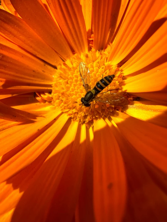 a yellow flower with a black insect on top of it