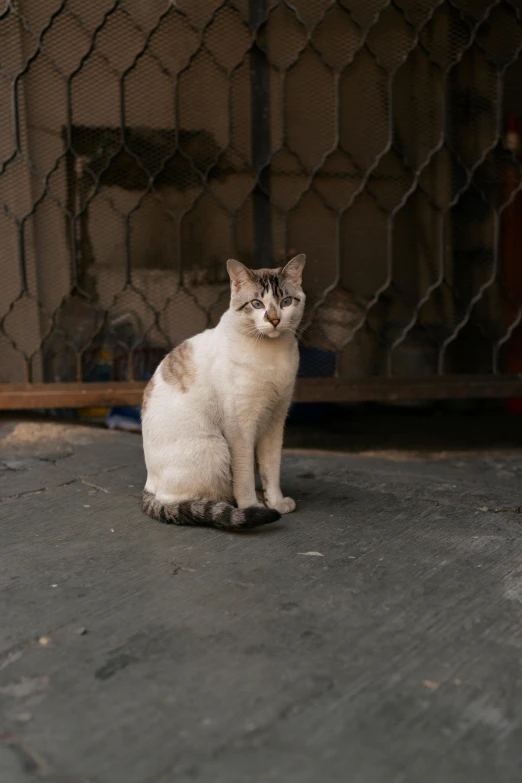 a white and grey cat is sitting next to a chicken cage