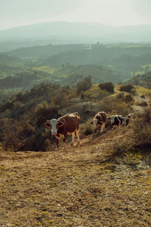 several cows are walking on a grassy hill