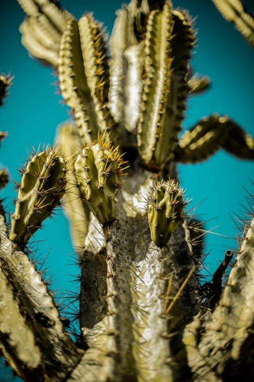 a bunch of cactus's with a blue sky behind them