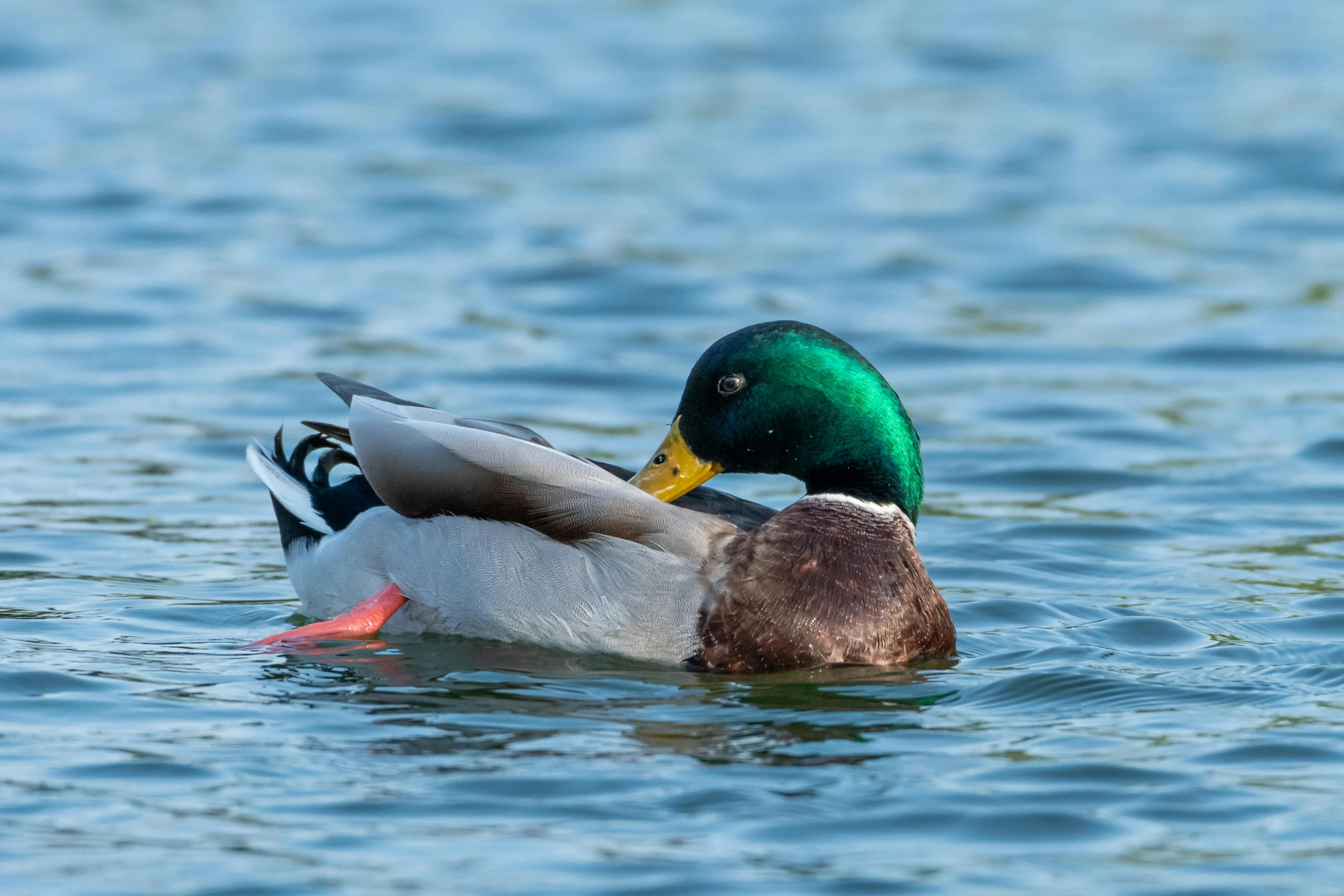 a green and yellow duck swims on the water