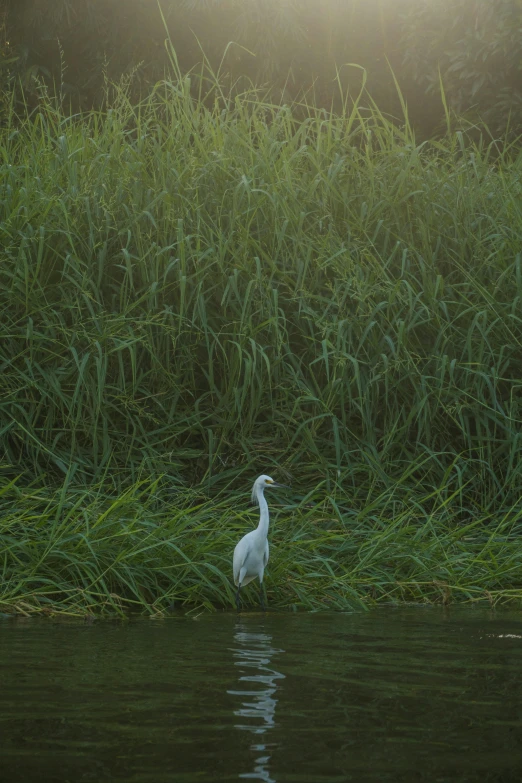 the white bird is wading in the water