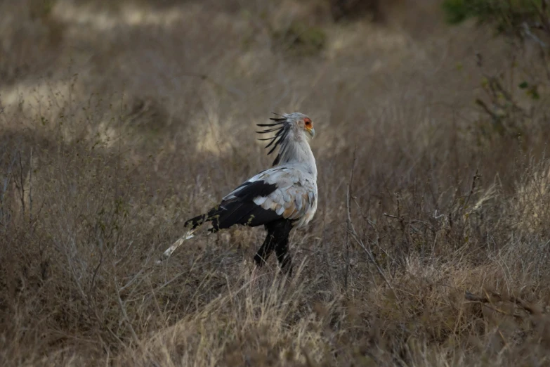 a large bird that is standing in some tall grass