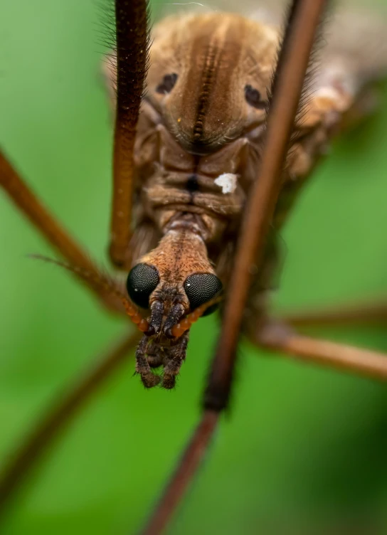 a closeup of the back end of a brown insect