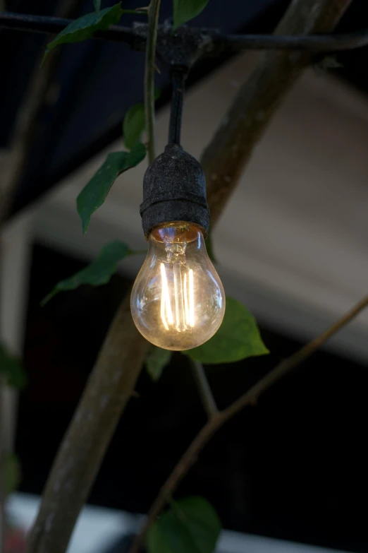 an old fashioned light bulb is hanging from a tree