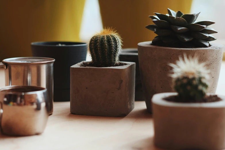 three succulents in metal pots on a wooden table