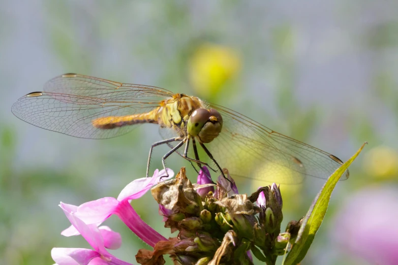 two large dragonflies sitting on top of pink and purple flowers