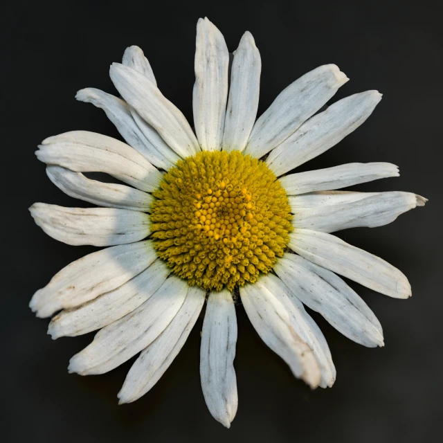 a white flower with yellow center on a dark background